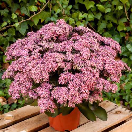 Седум Клауд Уолкер изображение 1 артикул 68736