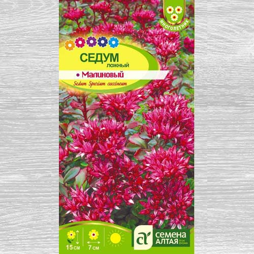 Седум Малиновый артикул фото 1 Седум Малиновый изображение 1 артикул 83213