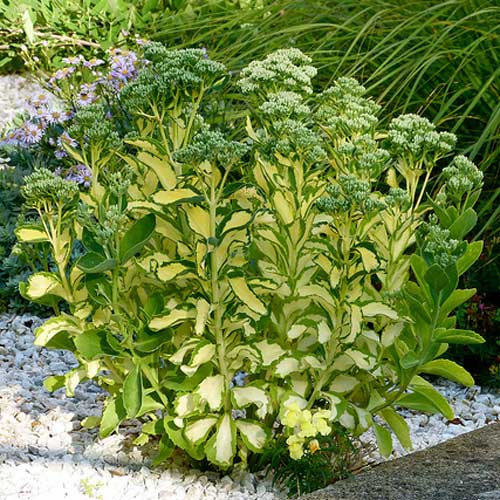 Седум Медиовариегатум изображение 1 артикул 76144