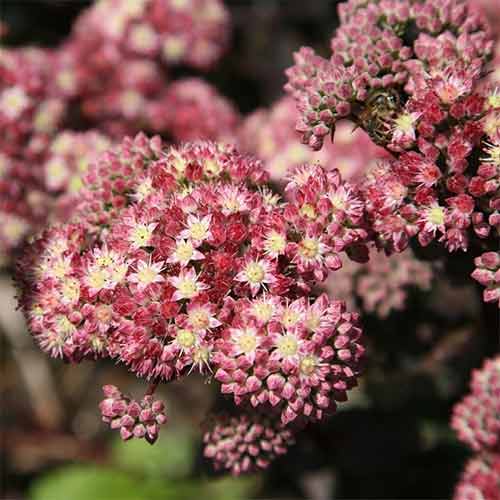 Седум (очиток) Строберри энд Крим артикул фото 1 Седум (очиток) Строберри энд Крим изображение 1 артикул 01411