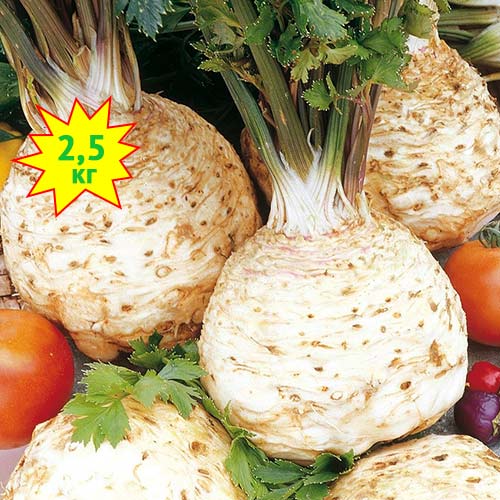 Сельдерей корневой РР, семена изображение 1 артикул 7716