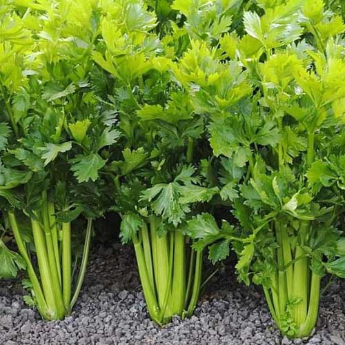 Сельдерей Потенциал изображение 1 артикул 69816