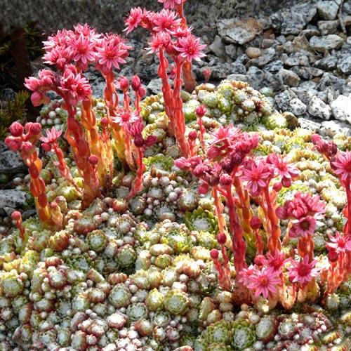 Молодило Томентозум изображение 1 артикул 7276