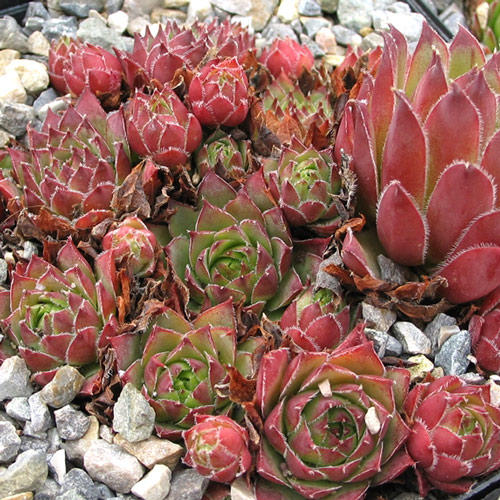 Молодило низкое изображение 1 артикул 7284