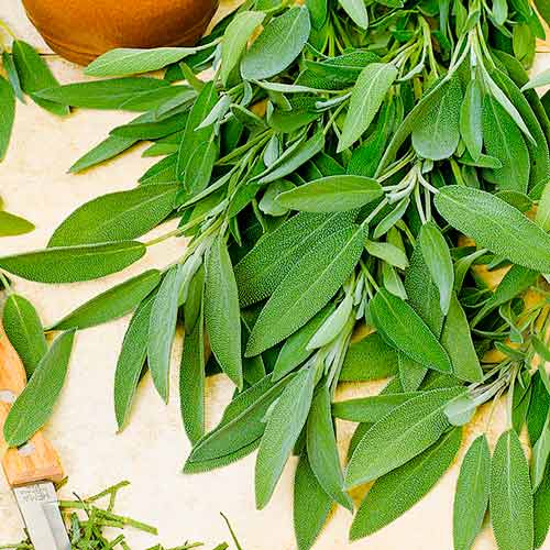 Шалфей лекарственный Целебная трава изображение 1 артикул 71305