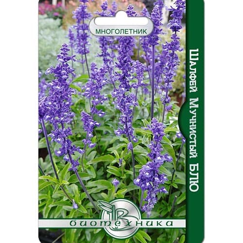 Шалфей овощной Блю Биотехника изображение 1 артикул 91537