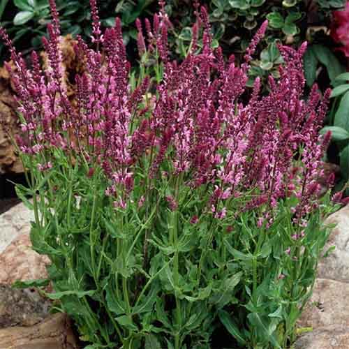 Шалфей Розеа изображение 1 артикул 01424