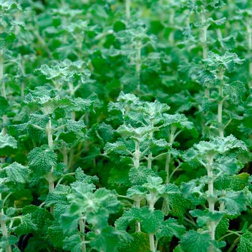 Шандра Здоровое сердце изображение 1 артикул 71307