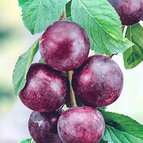 Шарафуга Вельвет Санрайз изображение 1 артикул 7045