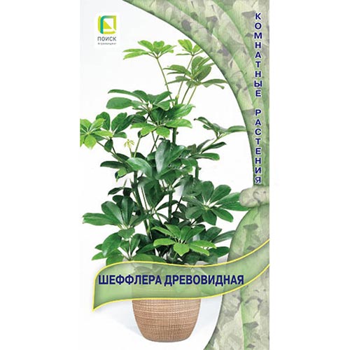 Шеффлера древовидная Поиск изображение 1 артикул 93167