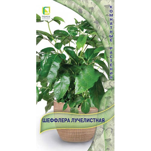 Шеффлера лучелистная Поиск изображение 1 артикул 93168