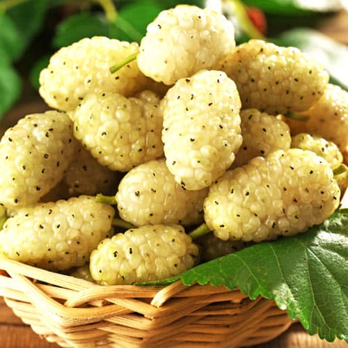 Шелковица Белая Медовая изображение 1 артикул 9245