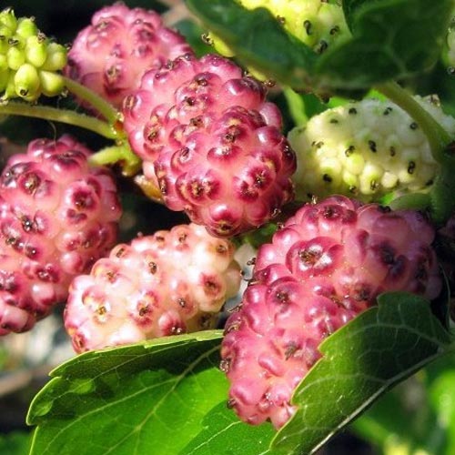 Шелковица Розовая Принцесса изображение 1 артикул 9247