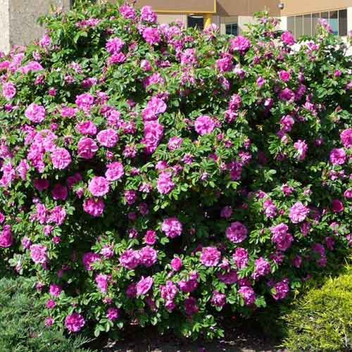 Шиповник Дартс Дефендер артикул фото 1 Шиповник Дартс Дефендер изображение 1 артикул 4801