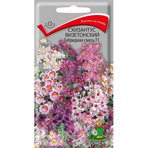 Схизантус Гибридная F1, смесь окрасок Поиск изображение 1 артикул 93127