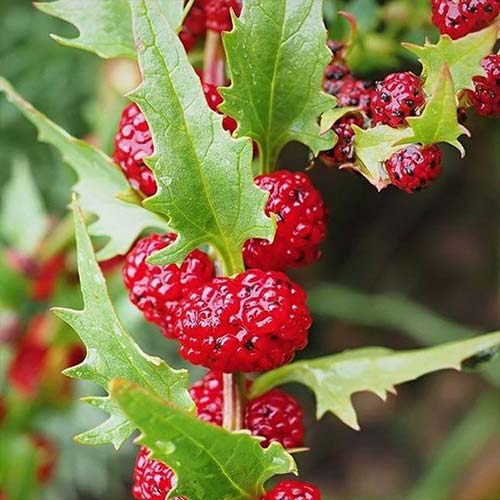 Шпинат Земляничный Русский огород НК артикул фото 1 Шпинат Земляничный Русский огород НК изображение 1 артикул 71308