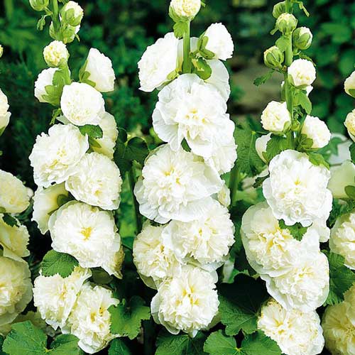 Шток-роза махровая Уайт изображение 1 артикул 68782