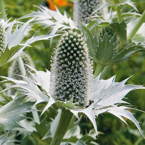 Синеголовник Вайт Джайнт изображение 1 артикул 76233