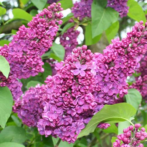 Сирень Чарльз Джоли артикул фото 1 Сирень Чарльз Джоли изображение 1 артикул 01215