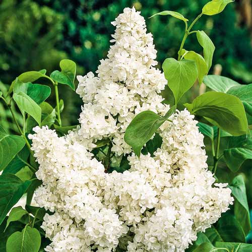 Сирень Мадам Лемуан изображение 1 артикул 9146