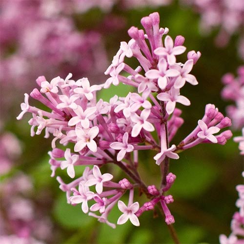 Сирень Мейера Флауэрфест Пинк артикул фото 1 Сирень Мейера Флауэрфест Пинк изображение 1 артикул 01205