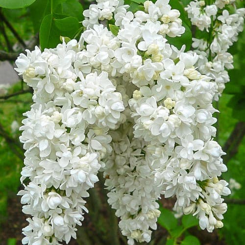 Сирень обыкновенная Мисс Элен Вилмот изображение 1 артикул 9162