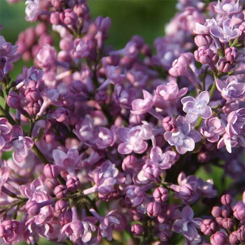 Сирень обыкновенная Дружба артикул фото 1 Сирень обыкновенная Дружба изображение 1 артикул 01207