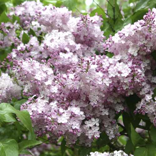 Сирень обыкновенная Гортензия изображение 1 артикул 4809
