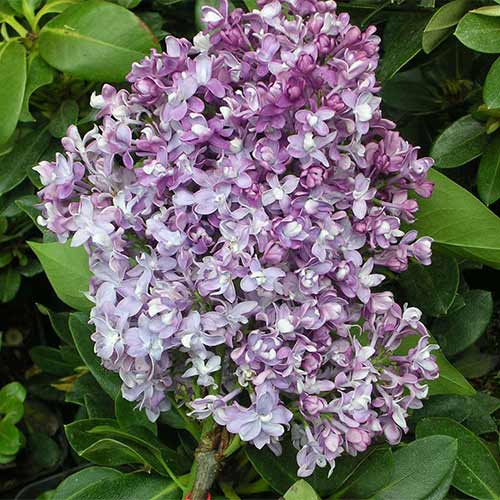 Сирень обыкновенная Изобилие артикул фото 1 Сирень обыкновенная Изобилие изображение 1 артикул 01209