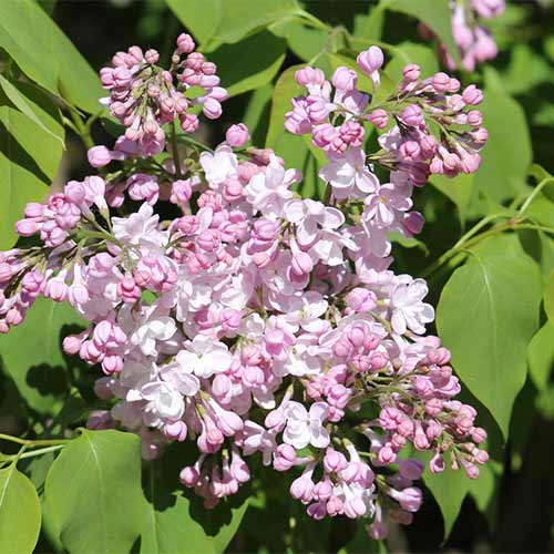 Сирень обыкновенная Жемчужина артикул фото 1 Сирень обыкновенная Жемчужина изображение 1 артикул 01208