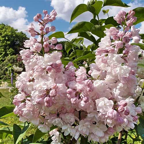 Сирень обыкновенная Красавица Москвы артикул фото 1 Сирень обыкновенная Красавица Москвы изображение 1 артикул 01210