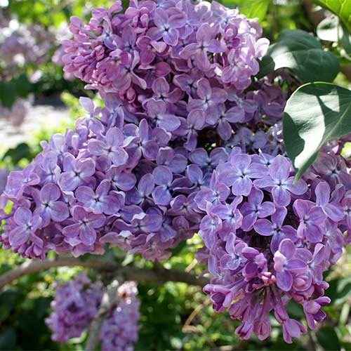 Сирень обыкновенная Мечта артикул фото 1 Сирень обыкновенная Мечта изображение 1 артикул 01212