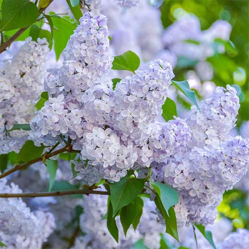 Сирень обыкновенная Нежность артикул фото 1 Сирень обыкновенная Нежность изображение 1 артикул 01213