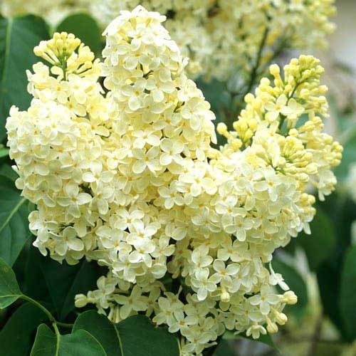 Сирень обыкновенная Примроуз артикул фото 1 Сирень обыкновенная Примроуз изображение 1 артикул 9094