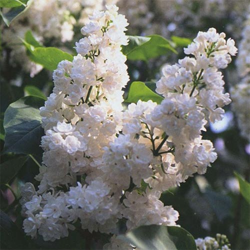 Сирень обыкновенная Сент Маргарет изображение 1 артикул 01214