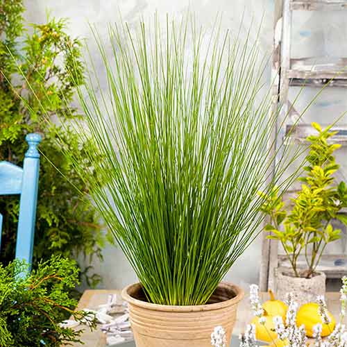 Ситник мечелистный Голубая стрела изображение 1 артикул 71892