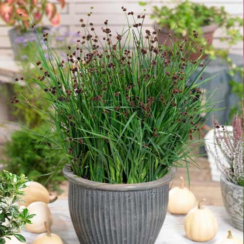 Ситник мечелистный Стархеад, семена изображение 1 артикул 66312