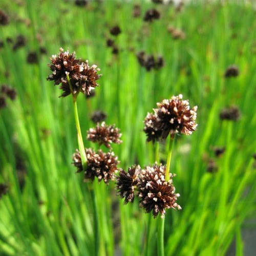 Ситник мечелистный Стархеад, семена изображение 2 артикул 66312