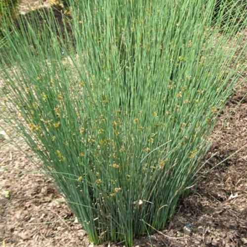 Ситник тонкий Блю Дарт, семена изображение 1 артикул 66313