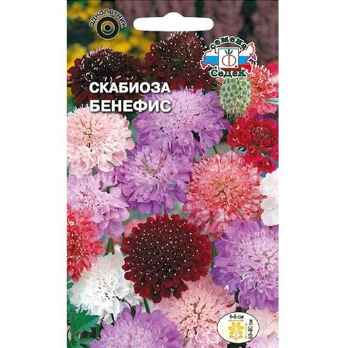 Скабиоза Бенефис, смесь окрасок Седек изображение 1 артикул 93972