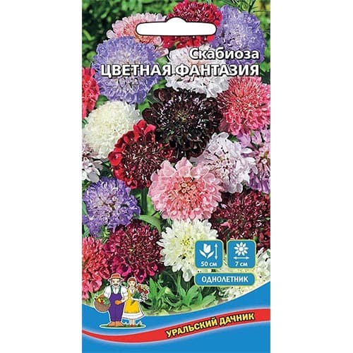 Скабиоза Цветная Фантазия, смесь окрасок Уральский дачник изображение 1 артикул 94843