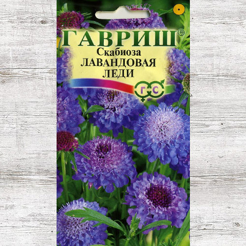 Скабиоза Лавандовая леди Гавриш изображение 1 артикул 82429