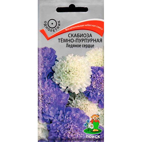 Скабиоза Ледяное сердце Поиск изображение 1 артикул 93113