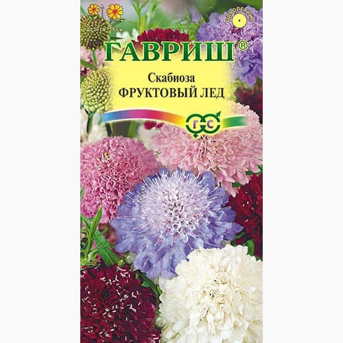 Скабиоза пурпурная Фруктовый лед, смесь окрасок Гавриш изображение 1 артикул 97816