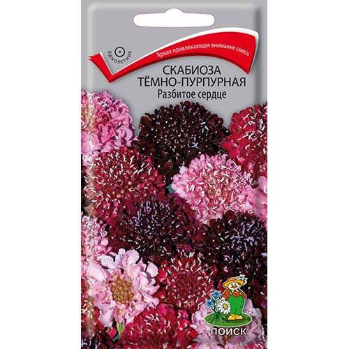 Скабиоза Разбитое сердце Поиск изображение 1 артикул 93115