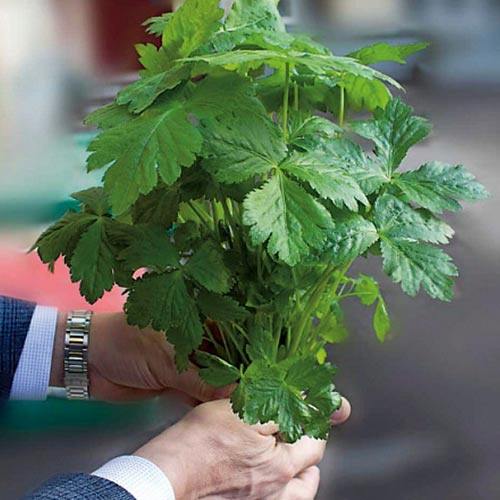 Скрытница японская Мицуба артикул фото 1 Скрытница японская Мицуба изображение 1 артикул 71871