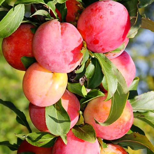 Слива-абрикос колоновидная Шедевр изображение 1 артикул 1964