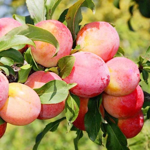 Слива Алтайская юбилейная изображение 1 артикул 8670