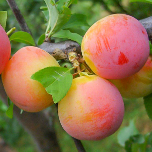 Слива Алтайская юбилейная изображение 1 артикул 7015