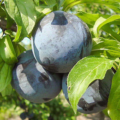 Слива Блэк Амбер изображение 1 артикул 7016